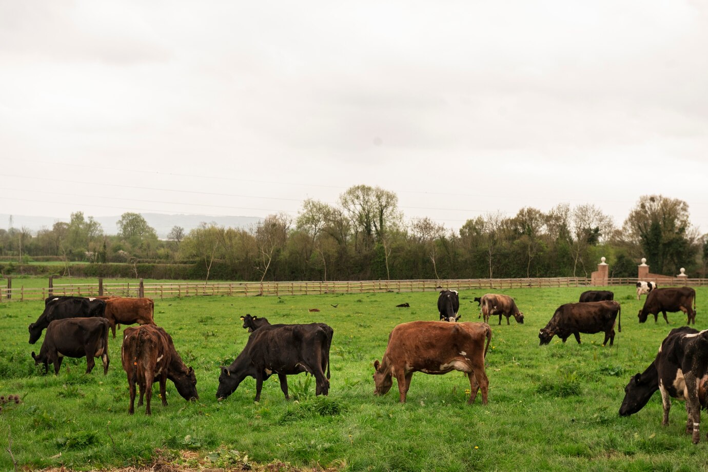 vacas pastando naturaleza 23 2150454976